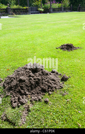 Una mole hill su un prato per il croquet in motivi di Rydal Hall nel distretto del lago, UK. Foto Stock