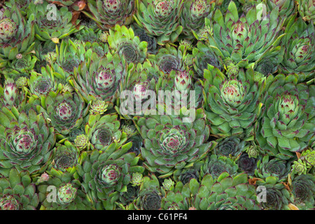 Sempervivum sul letto di ghiaia in giardino cottage Foto Stock