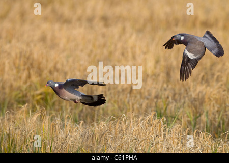 Colombacci Columba palumbus volando sopra la maturazione delle colture di cereali al momento del raccolto Foto Stock