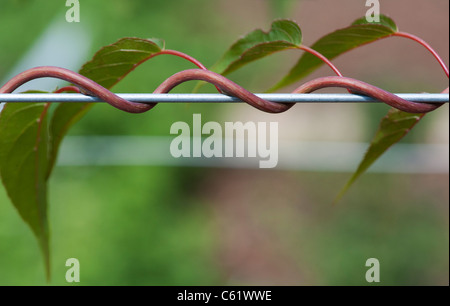 Actinidia Arguta Masculino . Hardy kiwi viticoltura lungo un filo Foto Stock