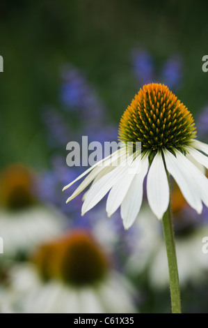 Echinacea purpurea 'White Swan" coneflower Foto Stock