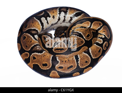 Royal Python o sfera snake contro uno sfondo bianco Foto Stock