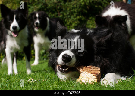 Border Collie Foto Stock