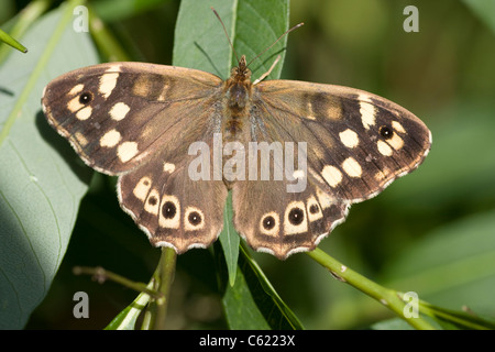 Chiazzato di legno (Pararge aegeria) farfalla Foto Stock
