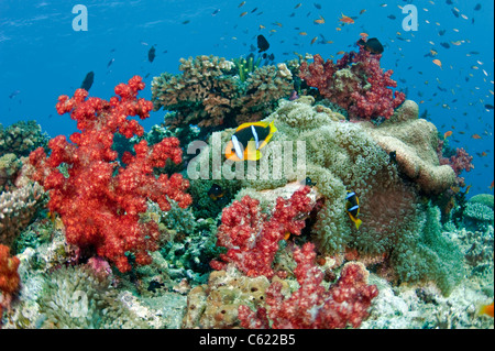 Coral reef in laguna di Beqa, Pacific Harbour, Viti Levu, Figi ornata di coralli molli dalla famiglia Dendronephthya. Foto Stock