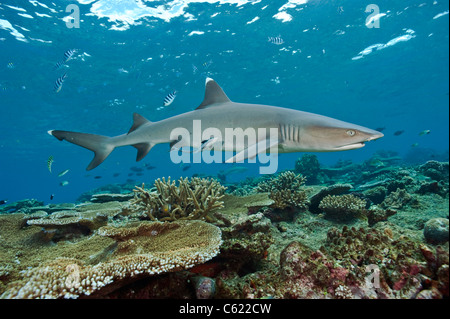 Bianco-punta gli squali, Triaenodon obesus, si aggirano per i fondali della barriera corallina in laguna di Beqa, Fiji. Foto Stock