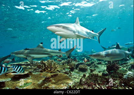 Un Grey Reef, punta nera Reef, e punta bianca scogliera prowl Shark Reef in laguna di Beqa, Pacific Harbour, Viti Levu, Isole Figi Foto Stock