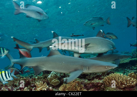 Bianco-punta gli squali, Triaenodon obesus, si aggirano per i fondali della barriera corallina in laguna di Beqa, Fiji. Foto Stock