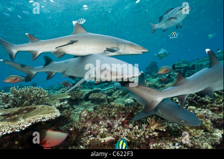 Bianco-punta gli squali, Triaenodon obesus, si aggirano per i fondali della barriera corallina in laguna di Beqa, Fiji. Foto Stock