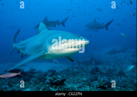 Gli squali toro, Carcharhinus leucas, raccogliere durante uno squalo immersione a Shark Reef Marine offshore di riserva Pacific Harbour, Isole Figi Foto Stock