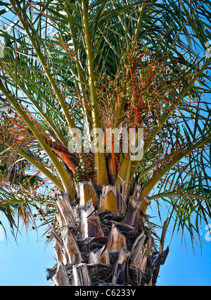 Bacche di Palm dettaglio, Mediterranea Foto Stock