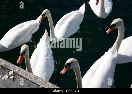 I cigni sul Lago di Ginevra Foto Stock
