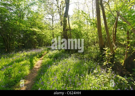Bluebells nella radura, Norfolk, Regno Unito Foto Stock