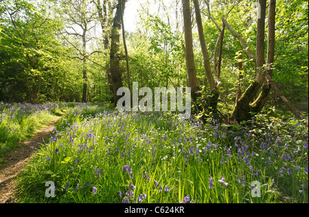 Bluebells nella radura, Norfolk, Regno Unito Foto Stock