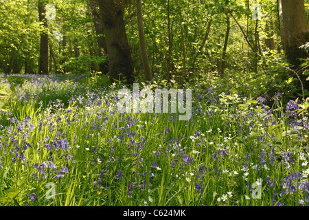 Bluebells nella radura, Norfolk, Regno Unito Foto Stock