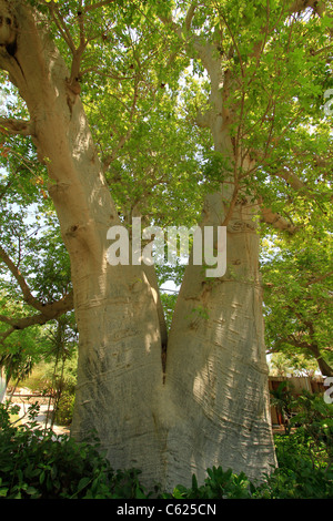 Israele Mar Morto valley, Baobab nel Kibbutz Ein Gedi Foto Stock