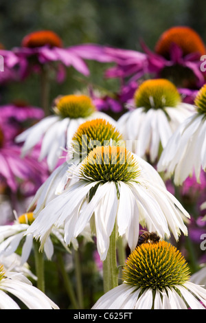 Echinacea purpurea. Coneflowers in giardino. Foto Stock