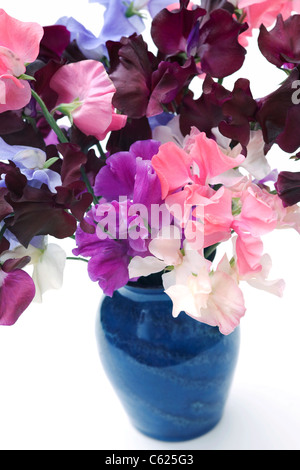 Lathyrus odoratus. Pisello dolce fiori in un vaso blu con uno sfondo bianco. Foto Stock