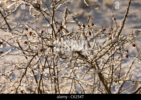 Rivestimento di neve sui rami di biancospino Foto Stock