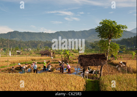 Lavoratori in le risaie di Bali, Indonesia Foto Stock