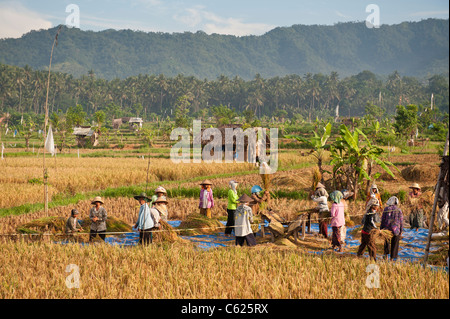 Lavoratori in le risaie di Bali, Indonesia Foto Stock