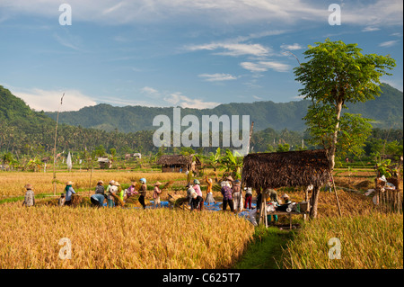 Lavoratori in le risaie di Bali, Indonesia Foto Stock