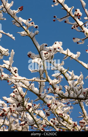 Rivestimento di neve sui rami di biancospino Foto Stock