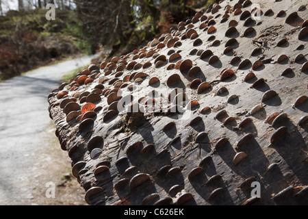 Money Tree con monete bloccato nel tronco abbattuto per buona fortuna accanto a un sentiero di bosco. Tarn Hows, Cumbria, Regno Unito, Gran Bretagna Foto Stock