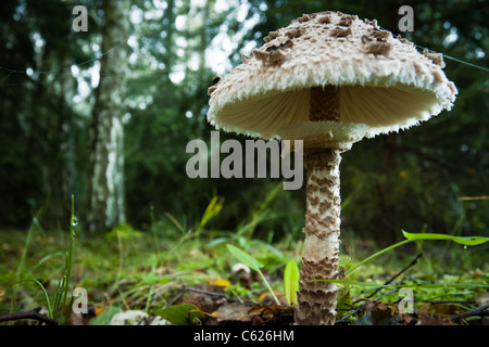 Ombrellone funghi nel bosco Foto Stock