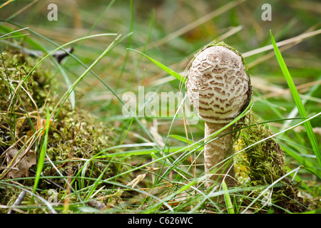 Ombrellone piccolo fungo sul prato di muschio Foto Stock