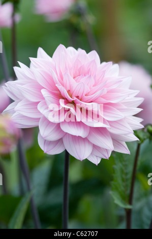 DAHLIA KARMA PROSPERO Foto Stock