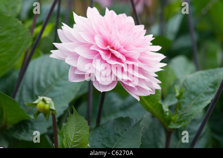 DAHLIA KARMA PROSPERO Foto Stock