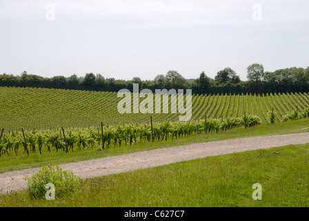 Filari di viti in un vigneto in inglese. Surrey. Inghilterra Foto Stock