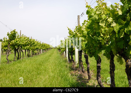 Filari di viti in un vigneto in inglese. Surrey. Inghilterra Foto Stock