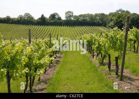 Filari di viti in un vigneto in inglese. Surrey. Inghilterra Foto Stock