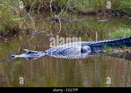 In coccodrillo mestolone stagno a Anahuac National Wildlife Refuge Foto Stock