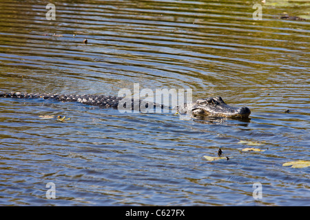 In coccodrillo mestolone stagno a Anahuac National Wildlife Refuge Foto Stock