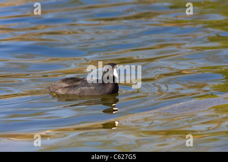 American Coot, Fulica americana, presso il lago McGovern di Hermann Park a Houston, Texas. Foto Stock