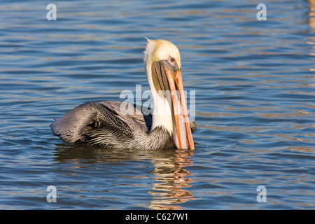 Brown Pelican, Pelecanus occidentalis, si nutrono di buttar via il pesce a Rockport, Texas. Foto Stock