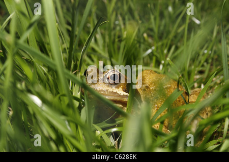 Rana comune sat in erba Rana temporaria Foto Stock