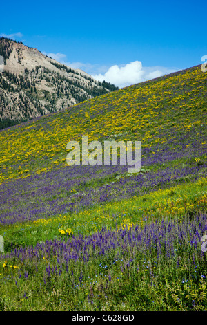 Aspen girasoli, Blu Phlox Lupino e fiori selvaggi crescono lungo Pennello Creek Road vicino a Crested Butte, Colorado, STATI UNITI D'AMERICA Foto Stock