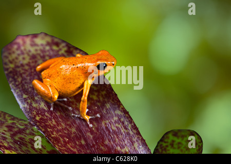 Orange poison dart rana nella giungla di Panama Foto Stock