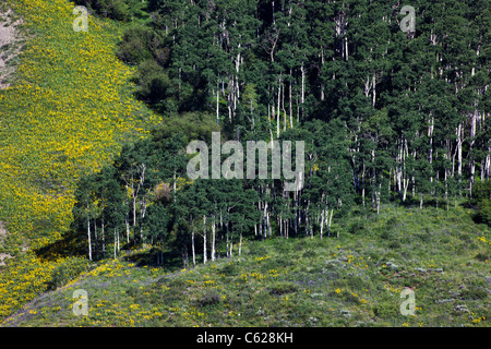 Aspen alberi e Aspen girasoli crescono sul lato est del monte Crested Butte vicino a Crested Butte, Colorado, STATI UNITI D'AMERICA Foto Stock