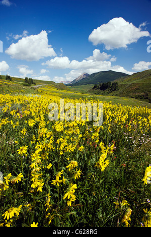 Aspen girasoli crescono insieme Washington Gulch, Snodgrass Mountain oltre, nei pressi di Crested Butte, Colorado, STATI UNITI D'AMERICA Foto Stock