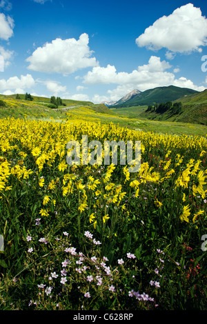 Rosa selvatica Phlox e Aspen girasoli crescono insieme Washington Gulch, Snodgrass Mountain oltre, nei pressi di Crested Butte, Colorado, STATI UNITI D'AMERICA Foto Stock