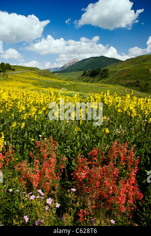 Ipomopsis Tenuitruba e Aspen girasoli crescono insieme Washington Gulch, Snodgrass Mountain oltre, nei pressi di Crested Butte, Colorado Foto Stock