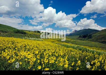 Aspen girasoli crescono insieme Washington Gulch, Snodgrass Mountain oltre, nei pressi di Crested Butte, Colorado, STATI UNITI D'AMERICA Foto Stock