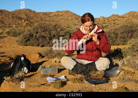 Uno zoologo esaminando un quattro strisce di erba mouse, Goegap Riserva Naturale, Namaqualand, Sud Africa Foto Stock