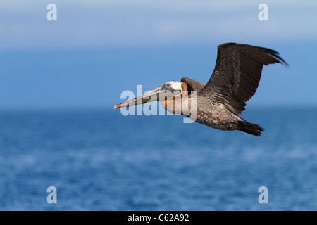 Galapagos per adulti (marrone) pelican in volo off Isabella Isola, Galapagos Foto Stock