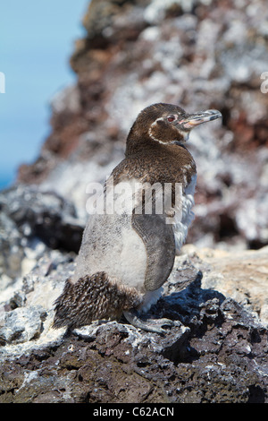 Galapagos Moulting Penguin, Isabella Isola, Galapagos Foto Stock